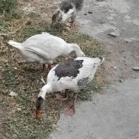 جوجه غاز