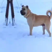 سراب خالص چهار ساله