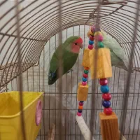 طوطی برزیلی|پرنده|بندر ماهشهر, |دیوار