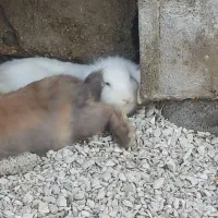 دوعدد خرگوش لوپ|موش و خرگوش|اندیمشک, |دیوار