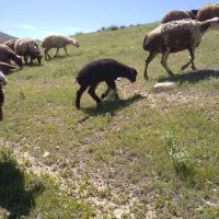 دو عدد میش و بره