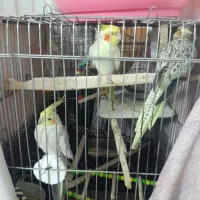 عروس هلندی نرو ماده سخنگو|پرنده|قرچک, محمد آباد|دیوار