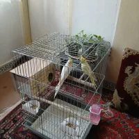 عروس هلندی جفت