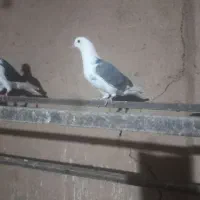 فروش کبوترهای هما و سبز|پرنده|گرمسار, |دیوار