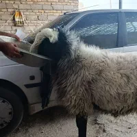 قوچ شال افشار