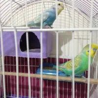 جفت مرغ عشق خوشرنگ هلندی