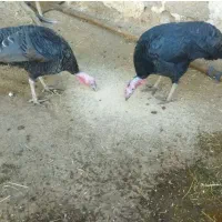 بوقلمون