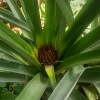 گلفروشی ارش|گل و گیاه طبیعی|لردگان, |دیوار