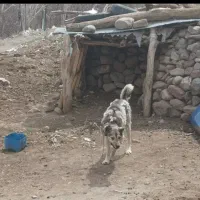 فروش سک