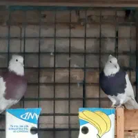 شیبان|پرنده|باوی, |دیوار