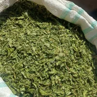 فروش کرفس کوهی از درجه یک تا درجه سه اسیابی
