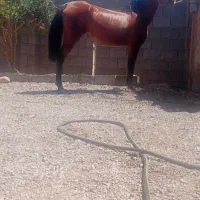 اسب