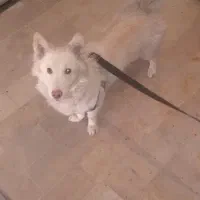 سگ پامر|سگ|پرند, فاز ۳|دیوار