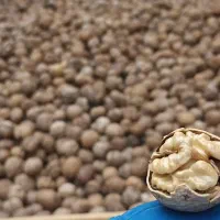 گردو اصل تویسرکان همدان   ارگانیک