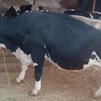فروش گاو آبستن..