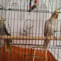 یک جفت عروس هلندی نر و ماده مولد با قفس