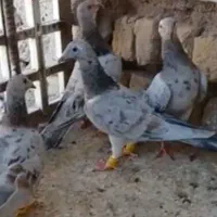 کوهی|پرنده|همدان, |دیوار
