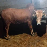 ورزا کوله|حیوانات مزرعه|سنگر, |دیوار