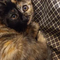 بچه گربه دوماهه