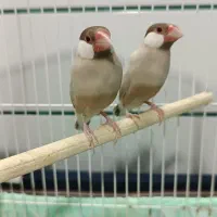 یک جفت  فنچ نرگسی نسکافه ایی