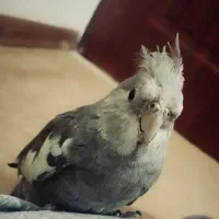 عروس هلندی گمشده