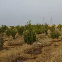 زمین درخت میوه|فروش زمین و ملک کلنگی|بهار, |دیوار