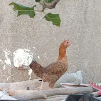 مرغ محلی|حیوانات مزرعه|خاش, |دیوار