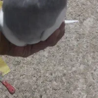 طوقی|پرنده|کبودرآهنگ, |دیوار