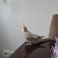 دو عدد عروس هلندی نر|پرنده|اندیشه, اندیشه فاز ۵|دیوار