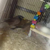 مینا دو ماهه|پرنده|سراوان, |دیوار