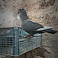 تعدادی کبوتر|پرنده|نیمروز, |دیوار