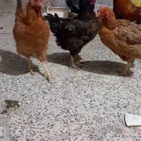 چنتا مرغ فروشی قیمت مناسب|حیوانات مزرعه|مسجد سلیمان, |دیوار