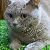 اسکاتیش لیلاک به علت مهاجرت