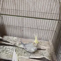 یک جفت عروس هلندی به همراه جوجه دان خور|پرنده|الوند, |دیوار