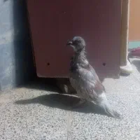 کفتر