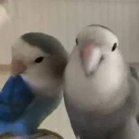 طوطی برزیلی