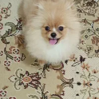 پامرانین خرسی