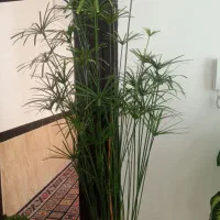 فروش|گل و گیاه طبیعی|کامیاران, |دیوار