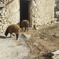 بره قوچ هترو