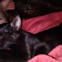 واگذاری  رایگان گربه تماما سیاه