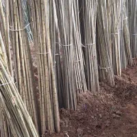 صنوبر  بدون شاخه خود هرس