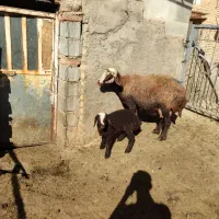 میش وبره افشاری|حیوانات مزرعه|زالیان, |دیوار