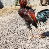 لاری المانی|حیوانات مزرعه|قلعه نو, |دیوار