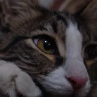 بچه گربه|گربه|هشتگرد, فاز ۱ مهستان|دیوار