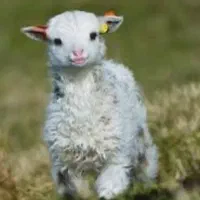 فروش ۱۷۰ بره نر و ماده درجه یکک