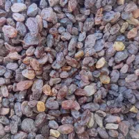 فروش آفتابی تمیز شده و بدون چوب