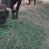نیاز مالی