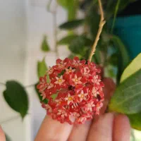 گلهای خاص و کلکسیونی