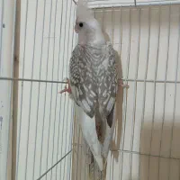 عروس هلندی ایزابلا