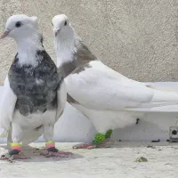 جفت طوقی ماده|پرنده|تاکستان, |دیوار